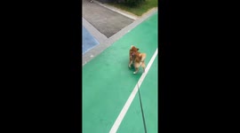 A Failed Doggy Greeting