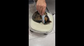 The Interesting Cat Tease
