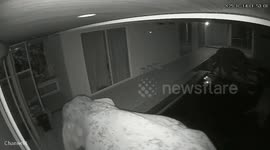 Wild elephants caught on CCTV visiting pool villa for a late-night drink