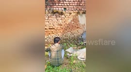 Vets save sick cow found collapsed behind building in India