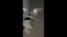 Dog lies on floor for video call with elderly owner