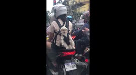 Pet dog relaxes in backpack as it rides on scooter with family