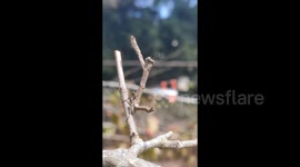 Can you see it? Man discovers perfectly camouflaged praying mantis hiding on branch
