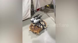 Tortoise wanders round fashion show with toy guns strapped to its shell