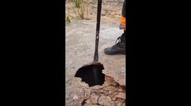Mother dog asks humans to help her puppies stuck in hole