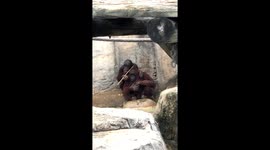 Orangutan world is truly another dimension of co existence we share with our primates at Tampa Zoon Florida