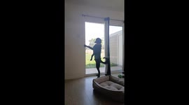 My Hilarious Dog Acts Like a Human: Standing Tall at the Door!