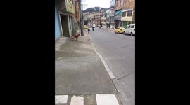 Hilarious Doggo's Motorcycle Obsession: Spinning & Barking Frenzy!