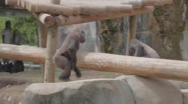ANIMAL FIGHT CL:UB: Two apes go at it MMA style, chasing, throwing blows, and baring teeth