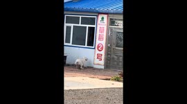 Dog repeatedly enters window and exits door, Heilongjiang, China