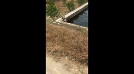 Dog rescued after struggling in water canal in Taiping, Guangxi, China