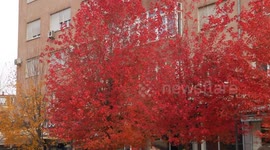 Autumn colors transform Kosovo’s capital Pristina into visual feast