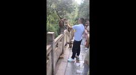 Monkey retaliates after man playfully slaps it at Qianling Mountain Park, Guiyang