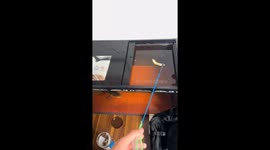 Fish jumps out of aquarium after being teased with food in Anhui, China