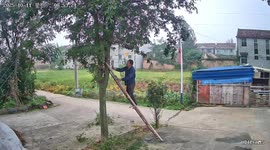 Man falls with ladder while cutting tree branch in Jiangsu, China