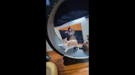 Cats Share Cat wheel.. Sorta