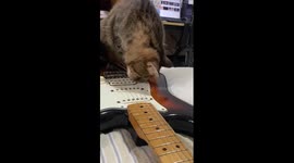 Curious cat creates music by biting guitar strings in Hunan, China