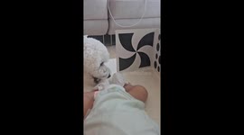 Playful Bichon Frisé tries to steal baby’s sock in South Korea
