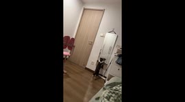 Curious cat scratches mirror in Zhejiang, China