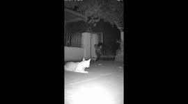 Husky heroically chases wild boar away from home in China