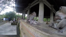 Two mother monkeys get into an argument about childcare after one baby monkey attempts to accept a treat from a stranger - only to have that treat stolen by another baby right under the noses of their mothers who were busy arguing