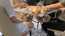 Exhausted cat relaxes on Mahjong game table