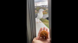 Resident hands mooncake to seagull perched outside window