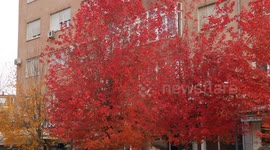 Autumn colors transform Kosovo’s capital Pristina into visual feast