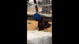 Adorable Baby Orangutan's Hilarious Acrobatics at Tampa Zoo