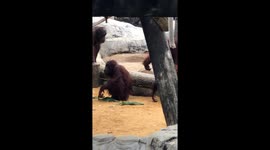 Adorable Orangutan Infant Debuts at Tampa Zoo with Protective Mom!