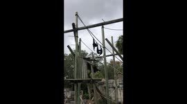 Tampa Zoo's Chimps Take to the Skies: A Trapeze Act You Won't Forget!