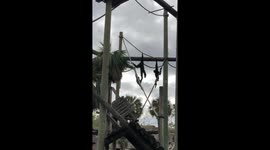 Tampa Zoo's Chimps Take to the Skies: A Trapeze Act You Won't Forget!