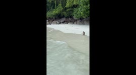 Adorable Monkey Moment Gone Wrong