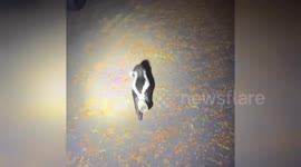 US: Police Rescue Skunk With Head Stuck In Jar During Quiet Night In Tigard