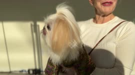 Pets with the design of Anthony Rubio an Internationally acclaimed Pet Couturier and Women’s Wear designer