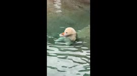 Laerke the polar bear plays with pumpkin at Point Defiance Zoo, Tacoma, USA
