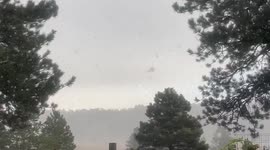 Snow squall blankets Evergreen forest in Colorado, USA