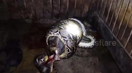 A large python preyed on a large pig and its piglets in a cage in Indonesia