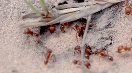 Red Harvester Ants: Watch a bustling nest come to life in sand!