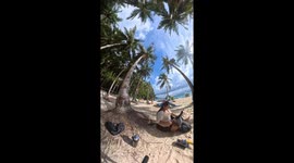 Coconut nearly hits holidaymaker lounging under tree