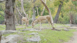 Onagers seen inside Vienna Zoo for the first time