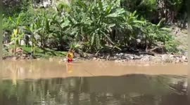 Firemen rescue three-legged dog stranded in river in Honduras
