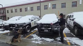 Police officer has fun playing in the snow with sniffer dog