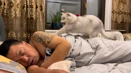 Persistent cat acts as alarm clock for owner in Liaoning, China