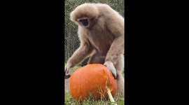 Gibbon brothers enjoy pumpkins like a tasty treat in Point Defiance Zoo, Tacoma, Washington, USA