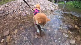 Curious dog digs underwater in Guangxi, China