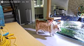 Mischievous corgi falls into aquarium while drinking water in Guangdong, China