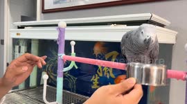 African grey parrot joins rhythmic tapping in Shandong, China