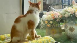Cat responds with funny meows after being called in Shanghai, China