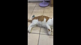 Cat and lovebird playfully scuffle in Jiangsu, China